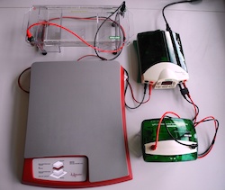 Electrophoretic apparatus, Blotting apparatus